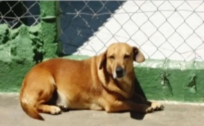 Cachorro ra a RSD idade 6 ou mais anos nome NUNO