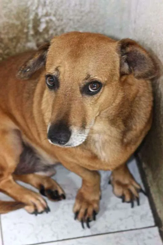 Cachorro ra a RSD idade 6 ou mais anos nome NUNO