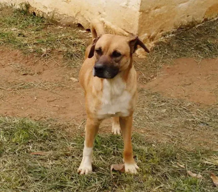 Cachorro raça SRD idade 6 ou mais anos nome MARLEY