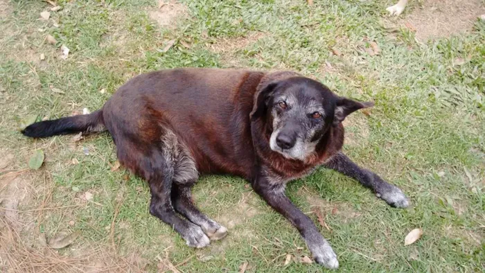 Cachorro ra a SRD idade 6 ou mais anos nome CACÁ