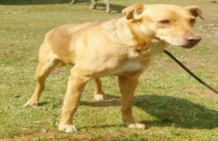 Cachorro ra a SRD  idade 6 ou mais anos nome BARUK 