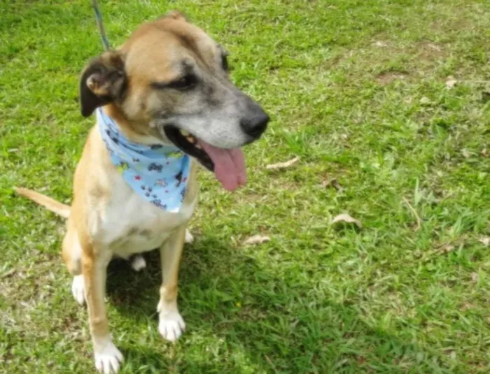 Cachorro ra a SRD idade 6 ou mais anos nome DANTE