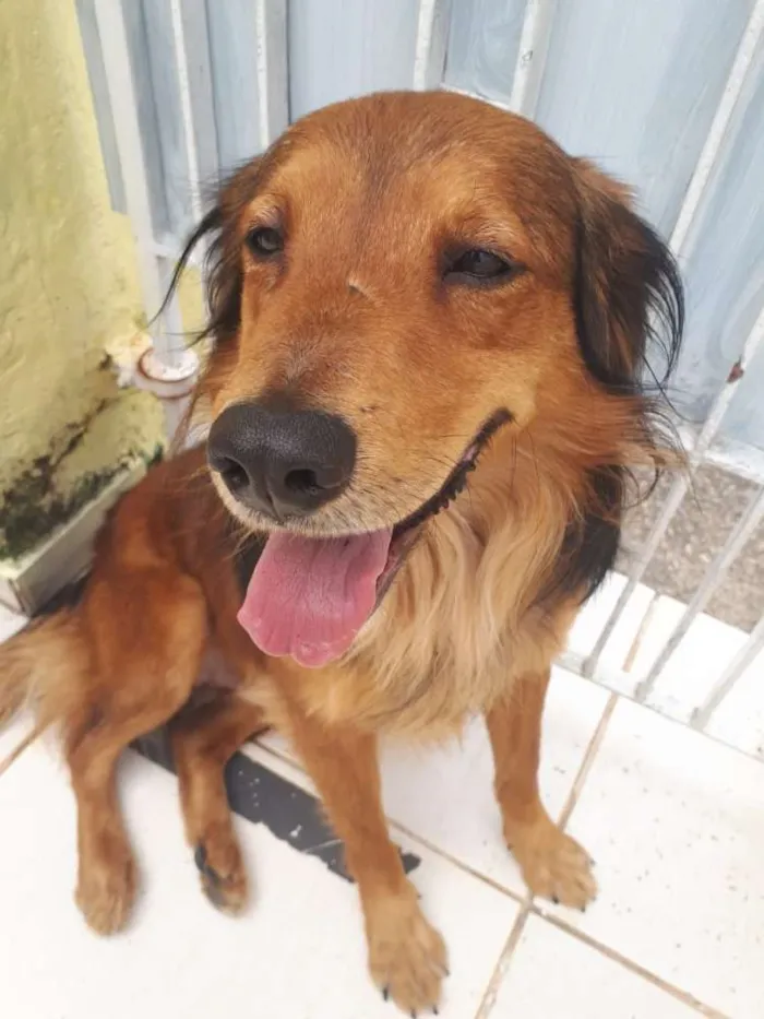 Cachorro ra a  idade 1 ano nome Toddy 