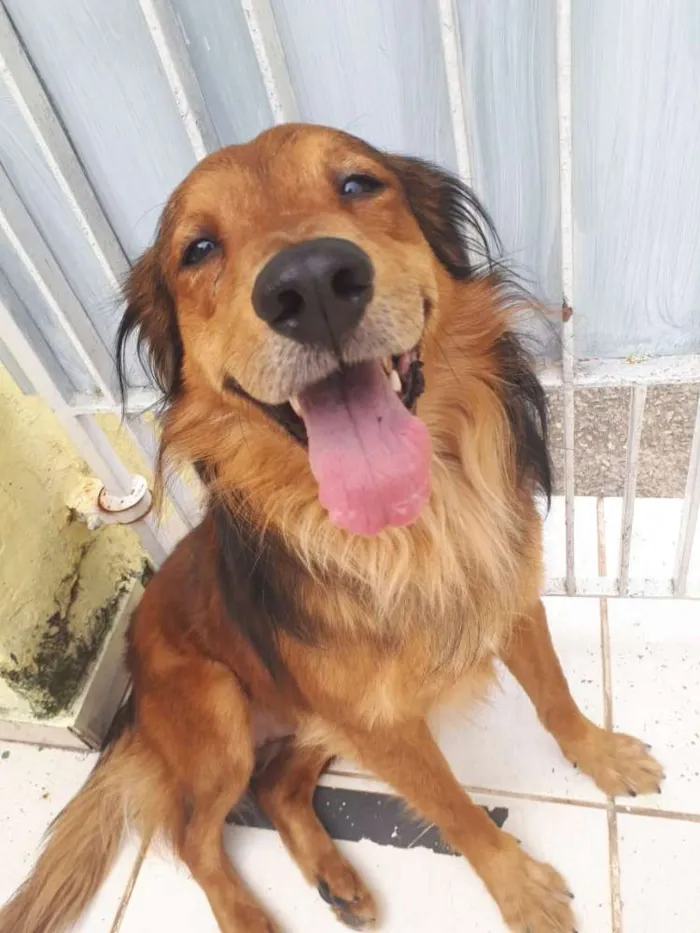 Cachorro ra a  idade 1 ano nome Toddy 
