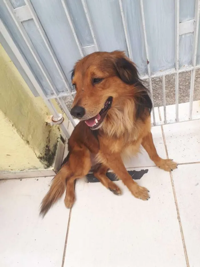 Cachorro ra a  idade 1 ano nome Toddy 
