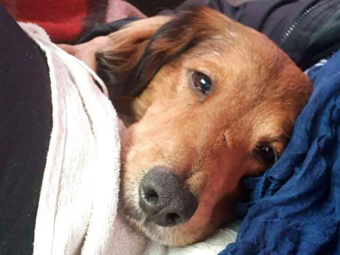 Cachorro ra a  idade 1 ano nome Toddy 