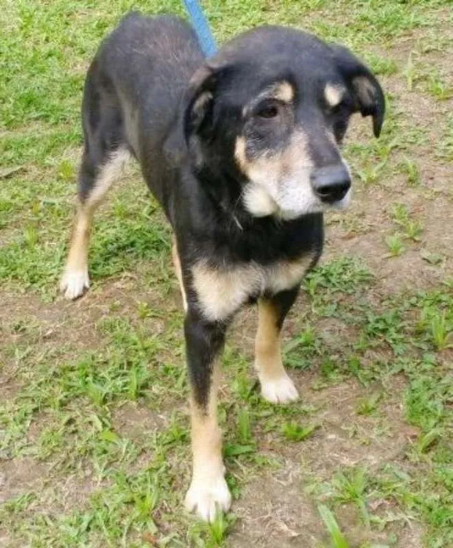 Cachorro ra a SRD  idade 6 ou mais anos nome MAYLON 