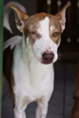 PIRATA