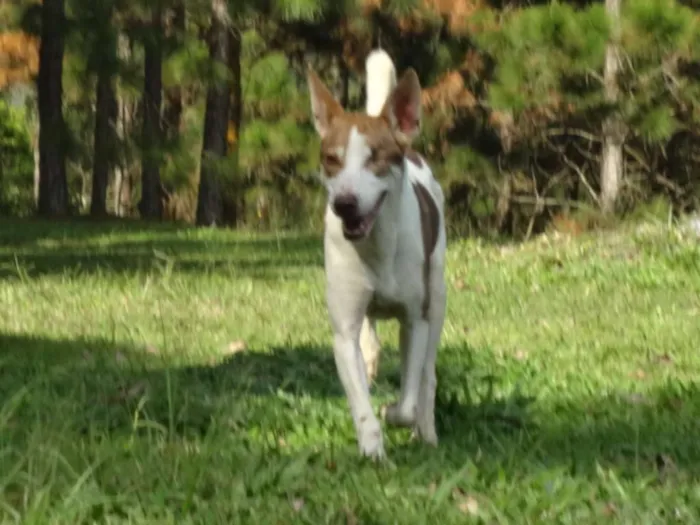 Cachorro ra a SRD idade 5 anos nome PIRATA