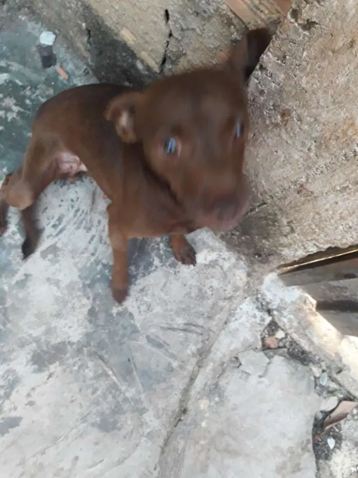 Cachorro ra a Vira lata idade 3 anos nome Penut