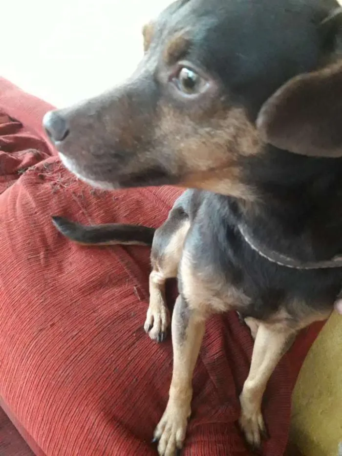 Cachorro ra a Vira lata idade 3 anos nome Titiu