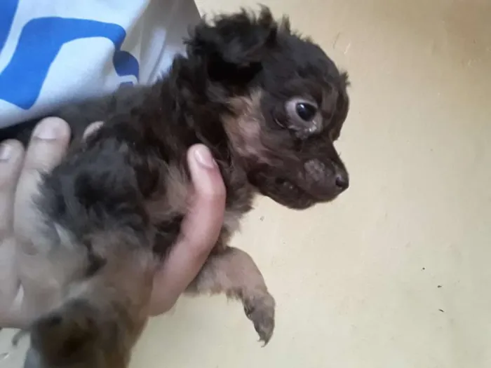 Cachorro ra a Vira lata idade Abaixo de 2 meses nome Não tem