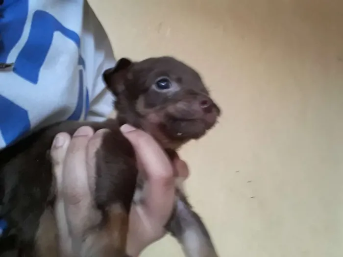 Cachorro ra a Vira lata idade Abaixo de 2 meses nome Não tem.