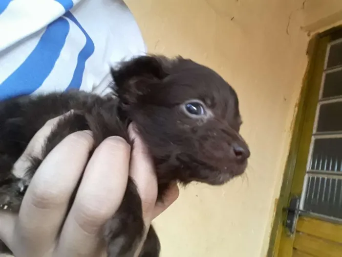 Cachorro ra a Vira lata idade Abaixo de 2 meses nome Não tem.