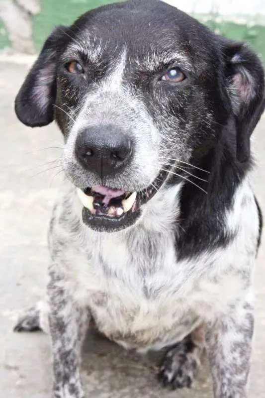 Cachorro ra a SRD idade 6 ou mais anos nome MELANY