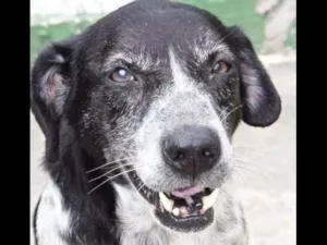 Cachorro raça SRD idade 6 ou mais anos nome MELANY