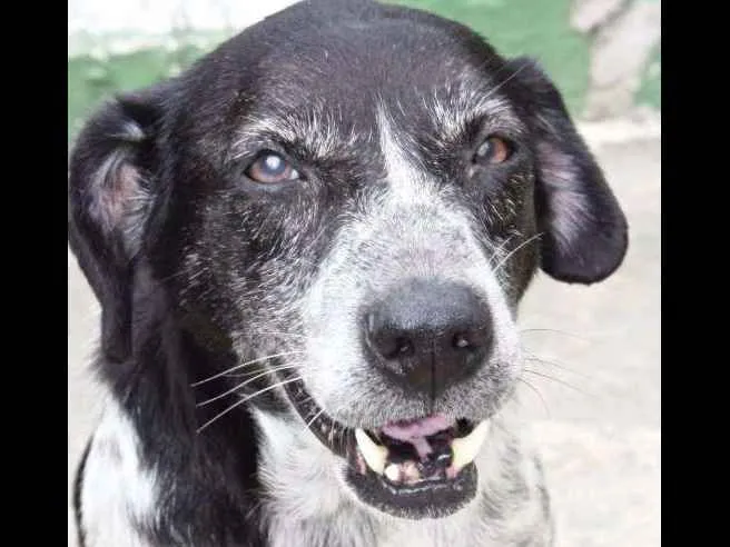 Cachorro ra a SRD idade 6 ou mais anos nome MELANY
