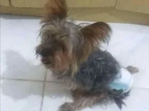 Cachorro raça Yorkshire idade 2 anos nome Flor