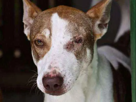 Cachorro ra a SRD idade 5 anos nome PIRATA