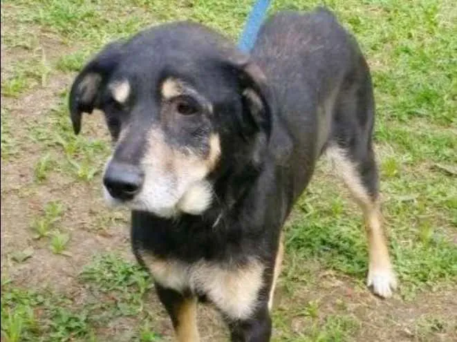 Cachorro ra a SRD  idade 6 ou mais anos nome MAYLON 