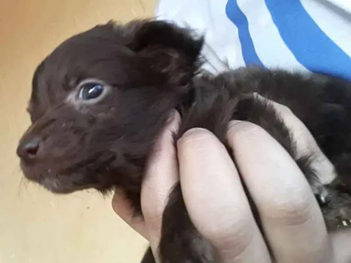 Cachorro ra a Vira lata idade Abaixo de 2 meses nome Não tem.