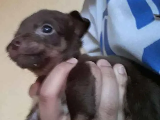 Cachorro ra a Vira lata idade Abaixo de 2 meses nome Não tem.