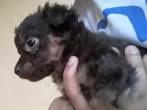 Cachorro raça Vira lata idade Abaixo de 2 meses nome Não tem