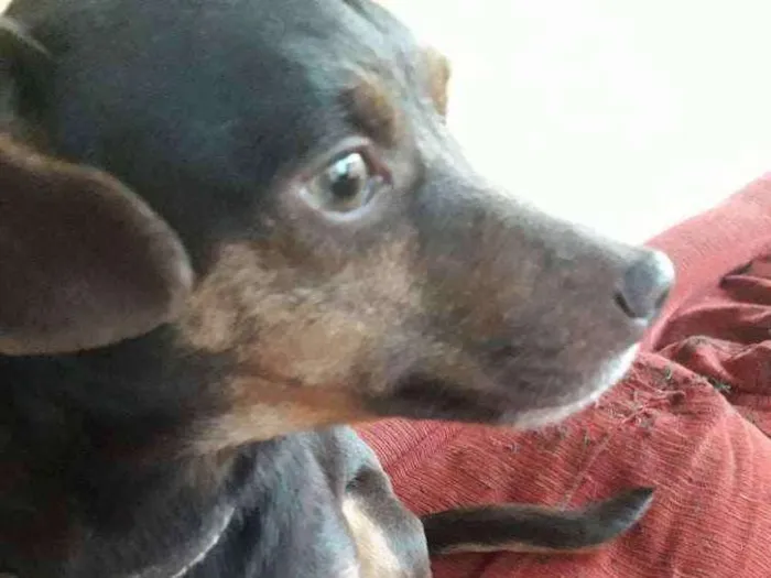 Cachorro ra a Vira lata idade 3 anos nome Titiu