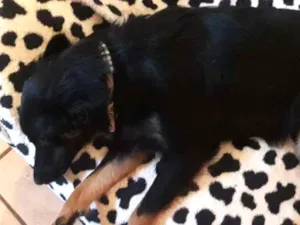 Cachorro raça Vira lata idade 1 ano nome Pretinha