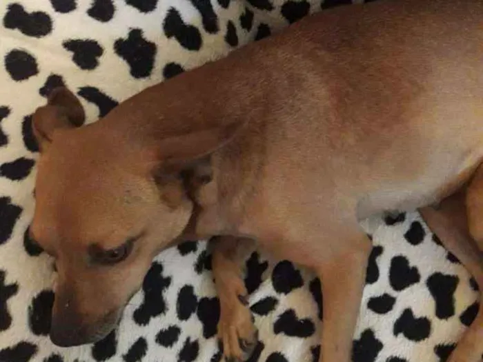 Cachorro ra a Vira lata idade 3 anos nome Lola