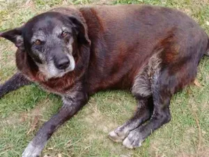 Cachorro raça SRD idade 6 ou mais anos nome CACÁ