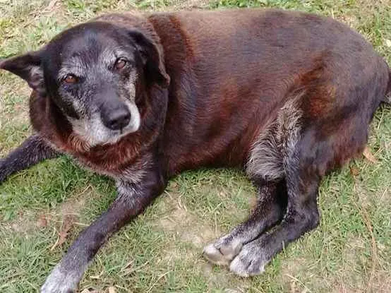 Cachorro ra a SRD idade 6 ou mais anos nome CACÁ