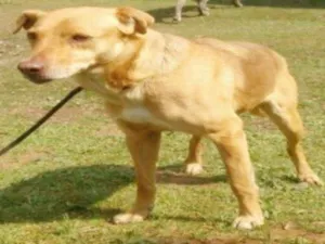 Cachorro raça SRD  idade 6 ou mais anos nome BARUK 