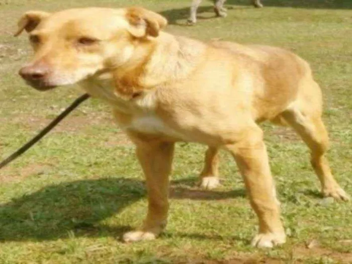 Cachorro ra a SRD  idade 6 ou mais anos nome BARUK 