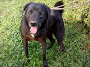 Cachorro raça SRD idade 6 ou mais anos nome DUQUE