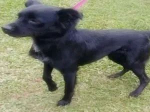 Cachorro raça SRD idade 6 ou mais anos nome ASTOR