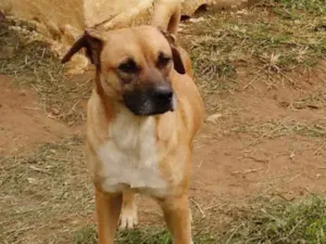 Cachorro raça SRD idade 6 ou mais anos nome MARLEY