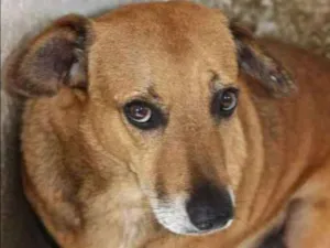 Cachorro raça RSD idade 6 ou mais anos nome NUNO