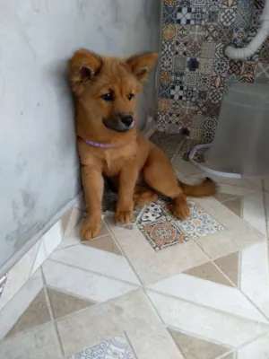 Cachorro raça Mestiço de SRD e Chow Chow idade 2 a 6 meses nome Blue