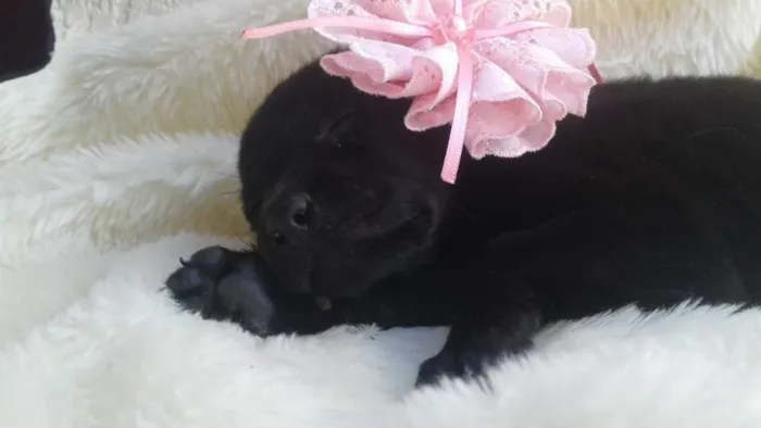 Cachorro ra a  idade 2 a 6 meses nome Filhotes Monique