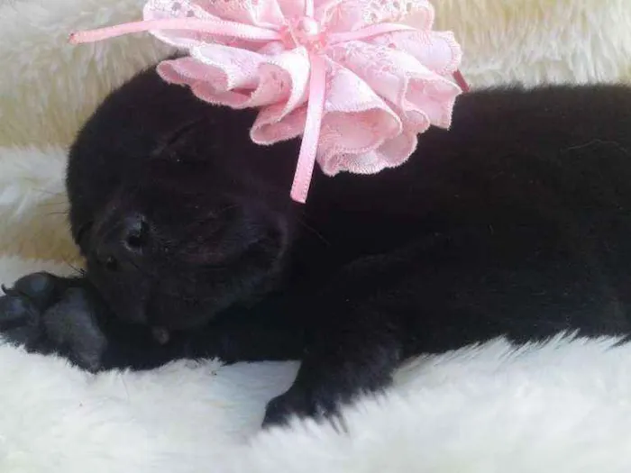 Cachorro ra a  idade 2 a 6 meses nome Filhotes Monique