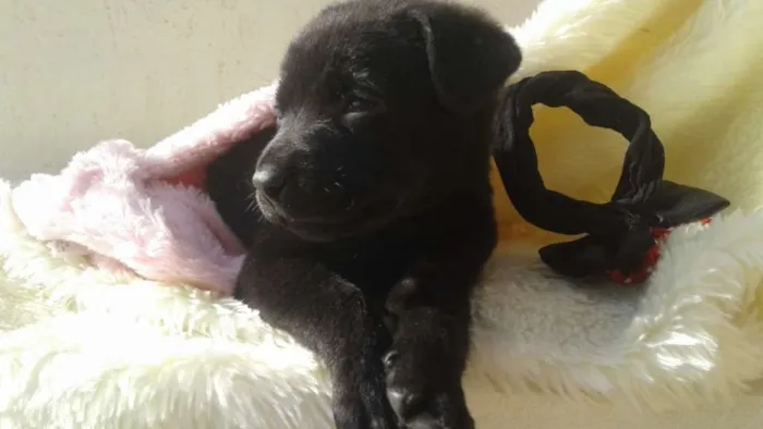 Cachorro ra a  idade 2 a 6 meses nome Filhotes Monique
