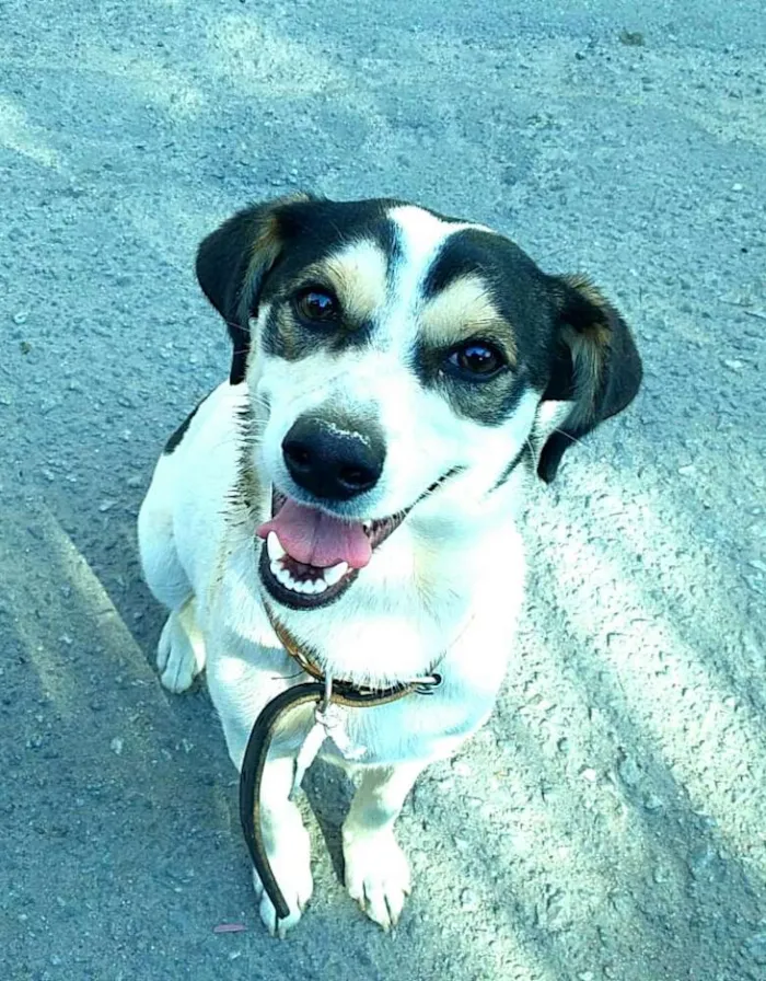 Cachorro ra a  idade 1 ano nome Vitória 