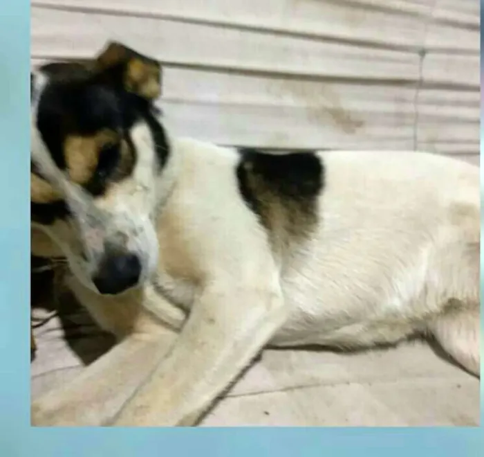 Cachorro ra a  idade 1 ano nome Vitória 