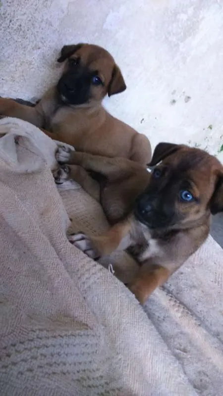 Cachorro ra a sem reça idade 2 a 6 meses nome sem nome