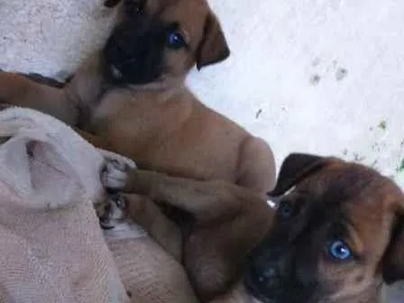 Cachorro ra a sem reça idade 2 a 6 meses nome sem nome