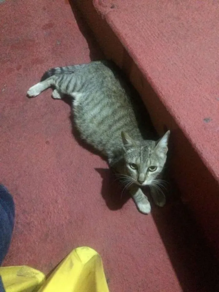 Gato ra a SRD idade 2 anos nome Sem nome