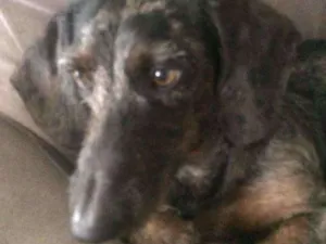 Cachorro raça dachshund mini idade 1 ano nome barney