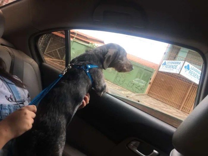Cachorro ra a dachshund mini idade 1 ano nome barney