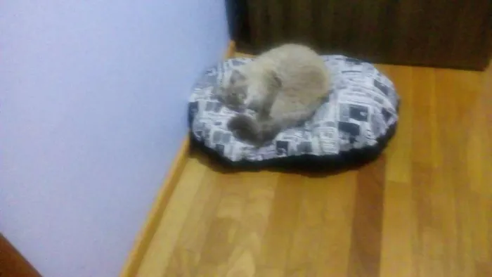 Gato ra a Angora idade 2 a 6 meses nome Bella